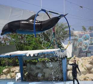 Delfinarium 3 km od hotelu