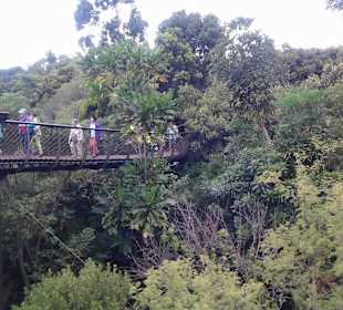 Botanischer Garten Kirstenbosch