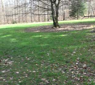 Wellingtonien - Platz mit Mammutbäumen