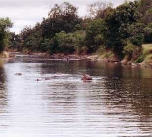 bei Hitze in's Wasser,