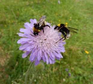 Grünten / Burgberger Hörnle