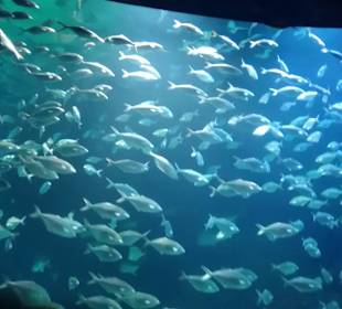 Aquarium / Oceanongrafic