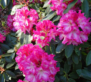 Hauptblüte im Rhododendronpark Bremen