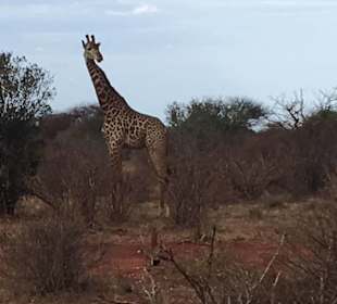 Giraffe beim Frühstück