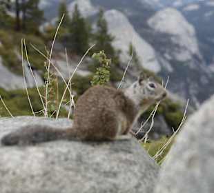 In Yosemite Park