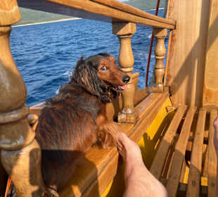 Fritz der Schiffshund 