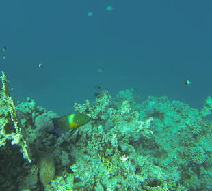Korallen mit Fischen