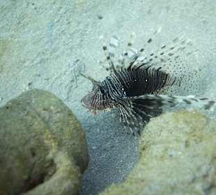 Feuerfisch am Hausriff