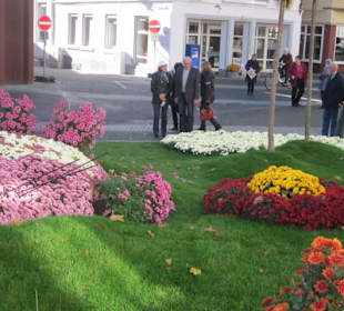 Chrysanthema Lahr