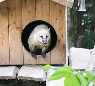 Kameltheater & Weißer Hof