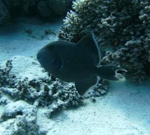 Tauchbasis James & Mac Hurghada