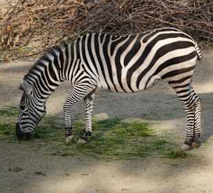 Zebras 