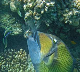 Riesen-Drückerfisch,beißt Koralle ab