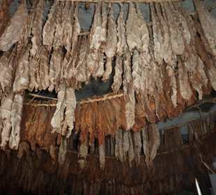 Beim "Zigarrenmacher"