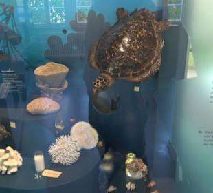 Museum für Naturkunde