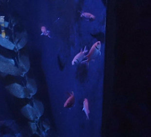 Aquarium