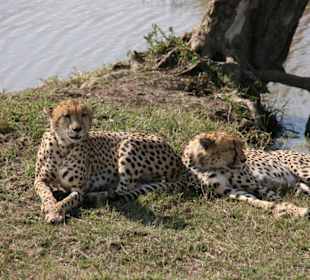 Geparden während Safari