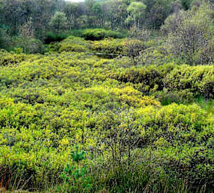 Gagelstrauch-Landschaft im Hochmoor