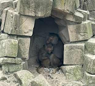 Wildlands Zoo in Emmen 