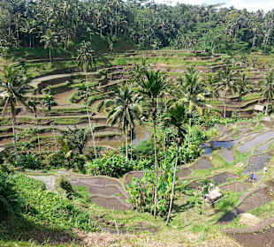 Blick auf die Terrassen