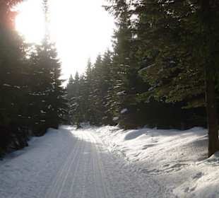Überall gut gespurte Loipen