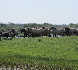 Wildpferde in der Birk