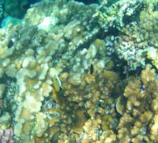 Beim Schnorcheln am Korallenriff