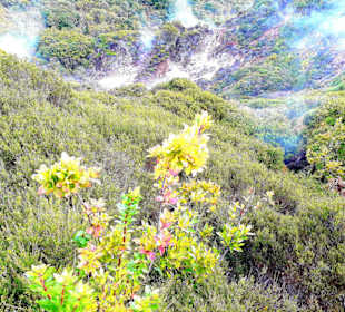 Inselrundfahrt Terceira