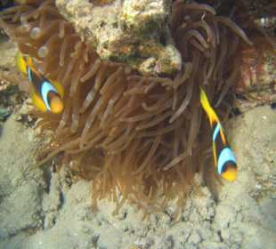 Rotmeeranemonenfische