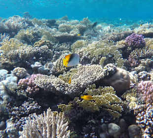 Simsim Dezember 2019