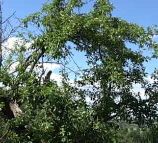 Eduard Lucas Musterobstgarten Mähringen