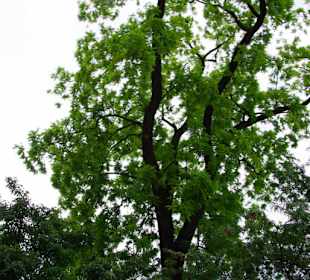 Die Bäume im Schlosspark