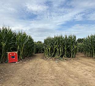 Monster-Maisfeldlabyrinth Alsdorf