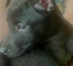 Dog and Cat Rescue Samui Foundation