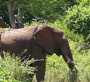 Tsavo Ost und West Safari 