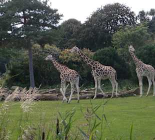 Savannenlandschaft Giraffen