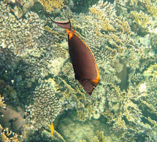 Fische vom Hausriff Tulip Resort