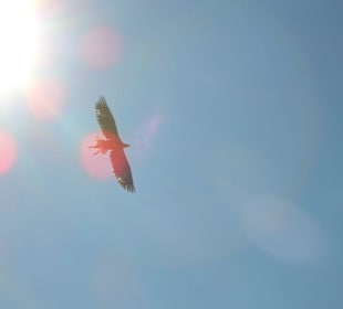 Falknershow Burg Werfen