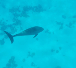 Delphin Tour 08:00-17:00 Uhr