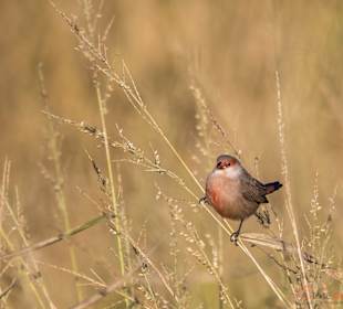 Wandern Cabanas de Tavira