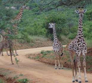 Tsavo West Nationalpark
