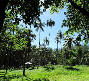 Palmenhain an der Anse des Cascades