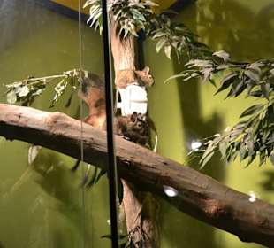 Aquarium/Terrarium Umag