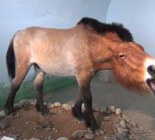 Ausstellung Eis Safari