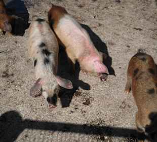 Junge Schweine