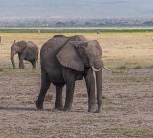 Amboseli NP