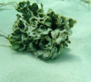 Steinkoralle beim Schnorcheln am Strand von Saona