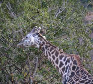 Tsavo West Giraffe 