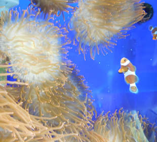 Aquarium Cala Gonone