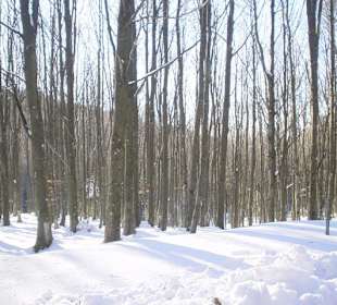La sorgente del Tevere